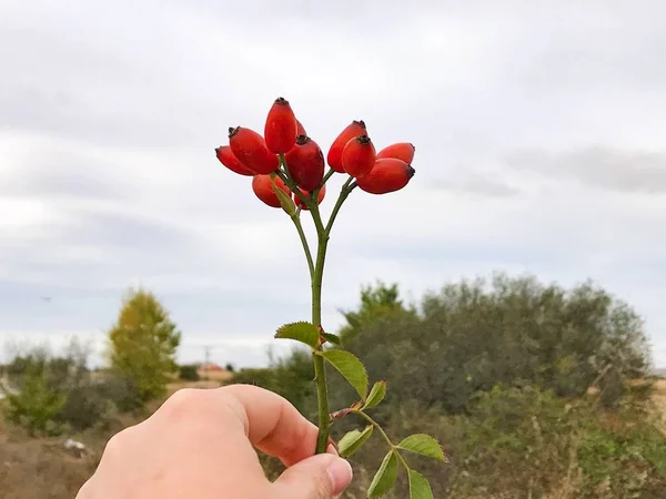 Pessoa Segurando Cão Rosa Bagas — Fotografia de Stock