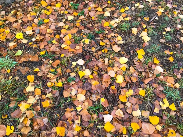 Trockene Herbstblätter Auf Gras — Stockfoto