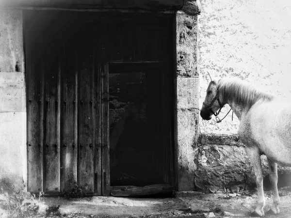 Beau Cheval Sur Une Ferme Campagne — Photo