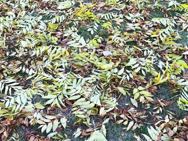 Gefallenes Laub Herbst Auf Dem Boden — Stockfoto