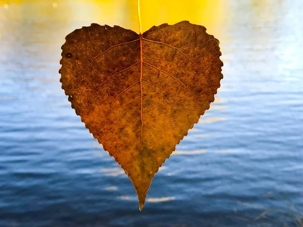 Herbstblatt Auf Natürlichem Hintergrund — Stockfoto