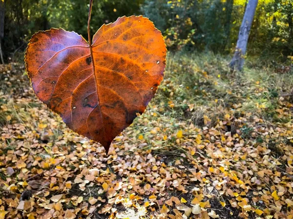 Herbstblatt Auf Natürlichem Hintergrund — Stockfoto