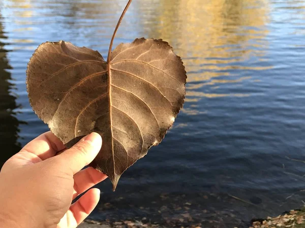 Persoon Met Wild Blad Herfst — Stockfoto