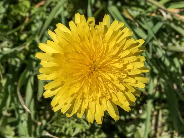 Dandelion Blooming Spring Garden — Stock Photo, Image