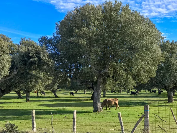 Una Manada Vacas Pastando Dehesa Salamanca España — Foto de Stock