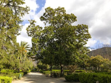 Parktaki ağaçlar. Doğa. Seyahat