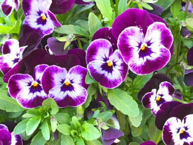 Bahçede bahar çiçekleri, yakın