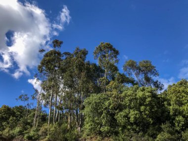 ormanda yeşil ağaçlar. Doğa