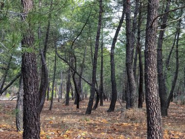 ormanda yeşil çam ağaçları. Doğa