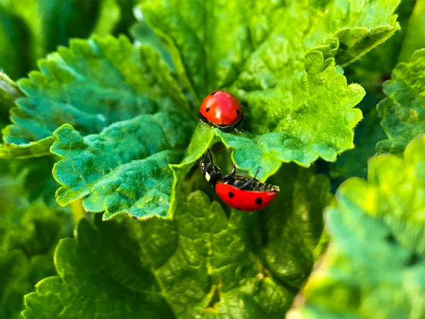 Lady Bugs Leaf Spring Time — стоковое фото