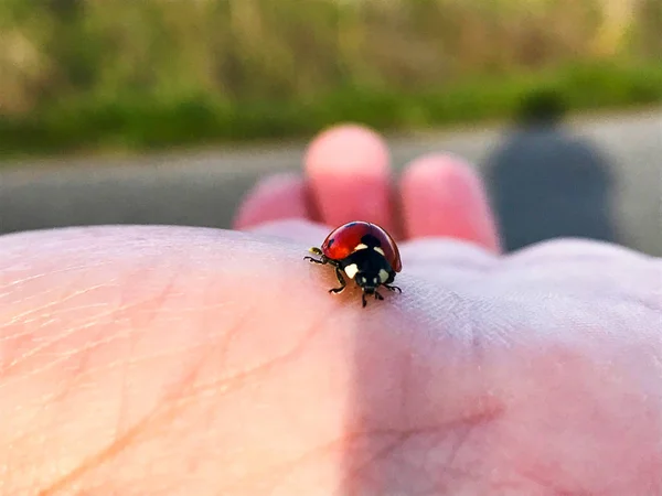 lady bug on the hand