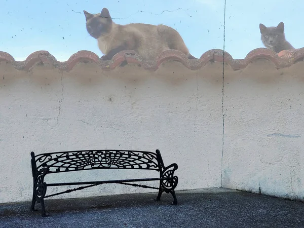 Dois Gatos Domésticos Telhado Aldeia — Fotografia de Stock