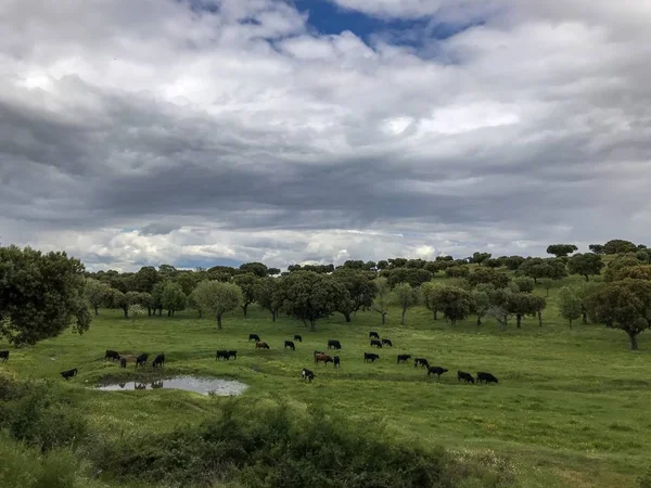 Una Manada Vacas Pastando España Agricultura — Foto de Stock