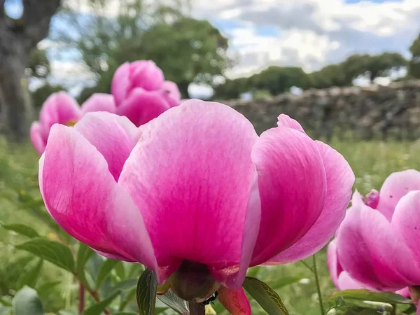 Primer Plano Flores Rosadas Primavera Aire Libre — Foto de Stock