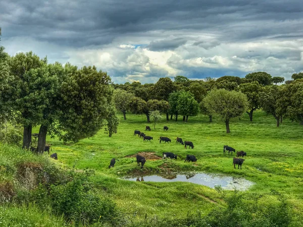 Una Manada Vacas Pastando Dehesa Salamanca España Concepto Ecológico Extenso — Foto de Stock