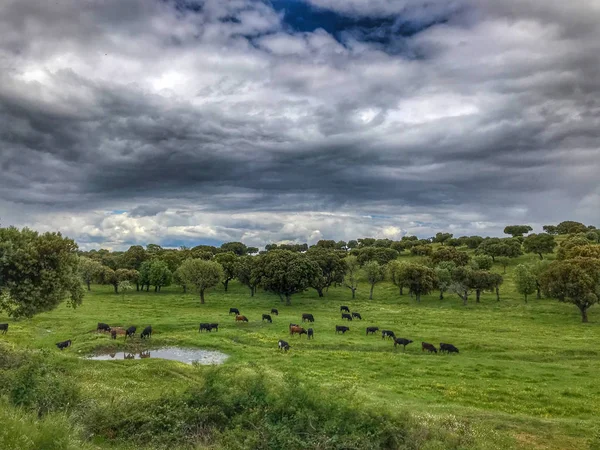 Cows Herd Grazing Dehesa Salamanca Spain Ecological Extensive Livestock Concept — Stock Photo, Image