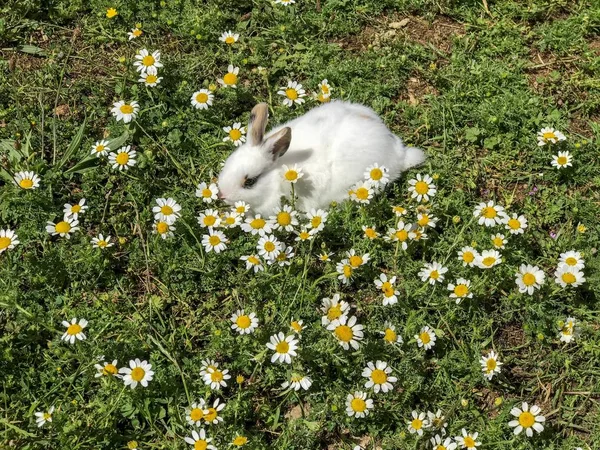 Cute Fluffy Rabbit Lawn Flowers — Stock Photo, Image