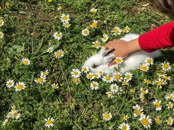 Χαριτωμένο Χνουδωτό Κουνέλι Στο Γκαζόν Λουλούδια — Φωτογραφία Αρχείου