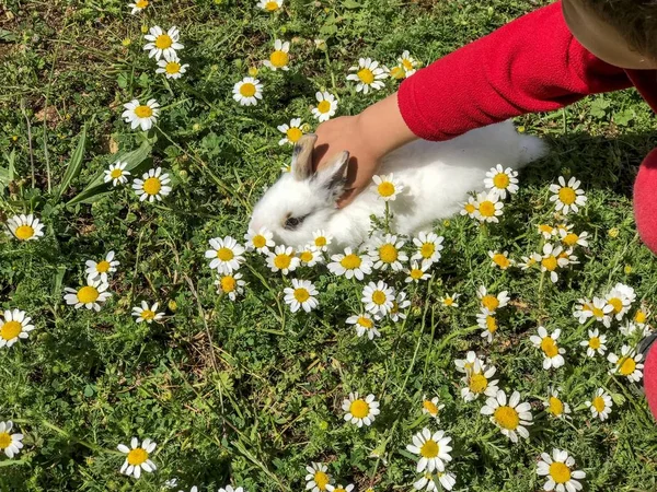 Coelho Fofo Bonito Gramado Com Flores — Fotografia de Stock