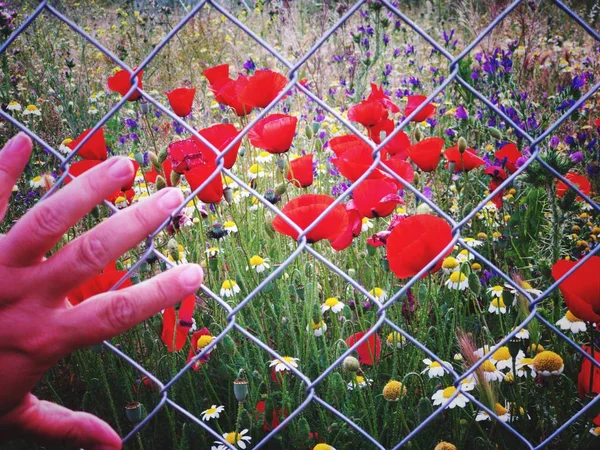 Mano Hermosas Flores Silvestres Detrás Malla — Foto de Stock