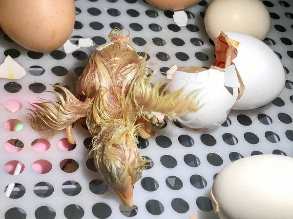 Vue Rapprochée Petit Poulet Nouveau — Photo