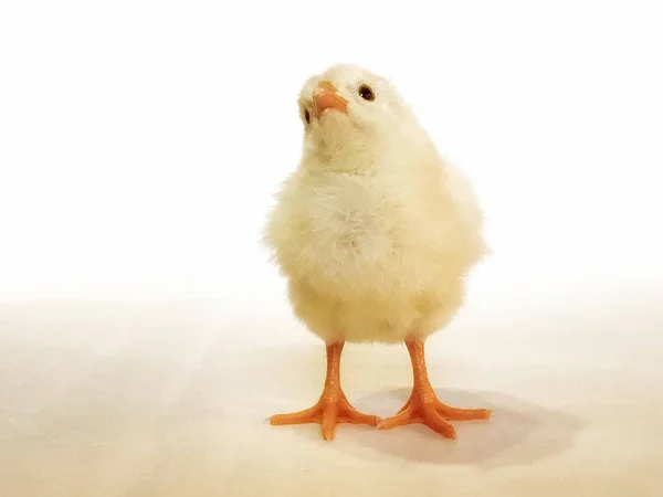 Κοντινή Άποψη Των Αξιολάτρευτο Μικρό Κοτόπουλο Που Απομονώνονται Λευκό — Φωτογραφία Αρχείου