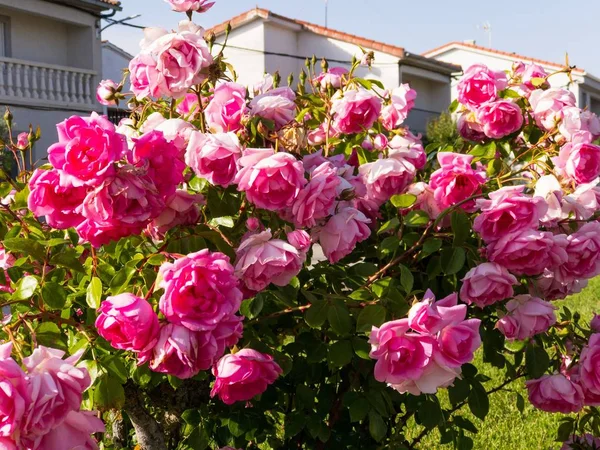 close up of blooming  roses blooming in the garden at springtime