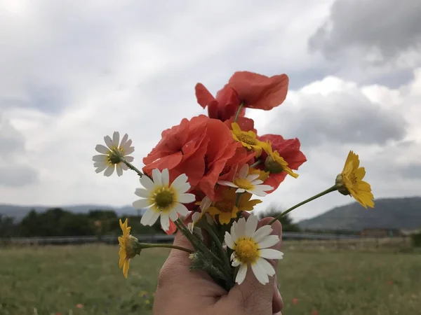 Hand Hålla Vackra Vilda Blommor Naturlig Bakgrund — Stockfoto