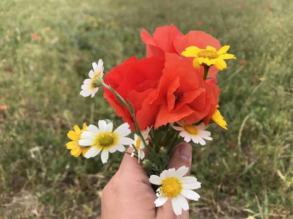 Hand Hålla Vackra Vilda Blommor Naturlig Bakgrund — Stockfoto