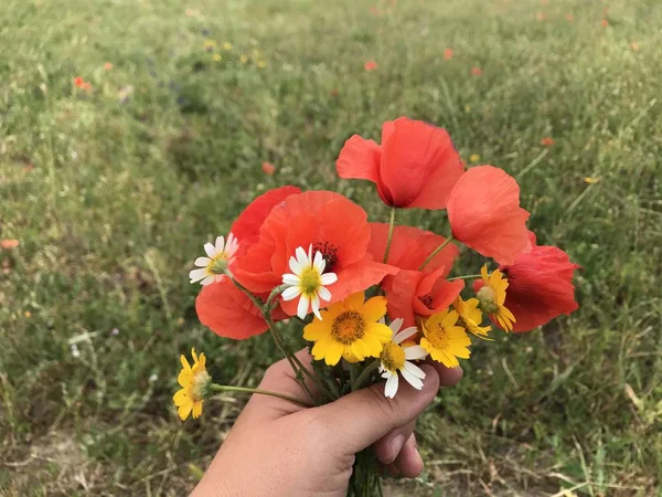 Hand Hålla Vackra Vilda Blommor Naturlig Bakgrund — Stockfoto