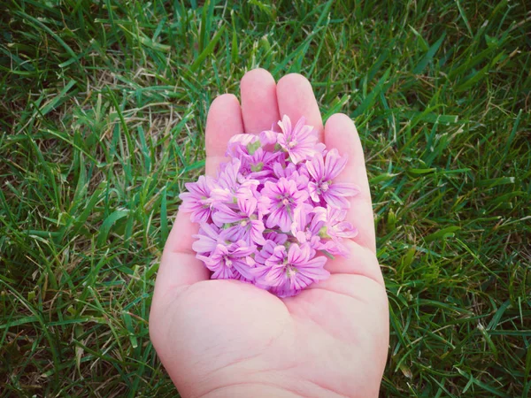 Hand Houden Van Mooie Wilde Bloemen Natuurlijke Achtergrond — Stockfoto
