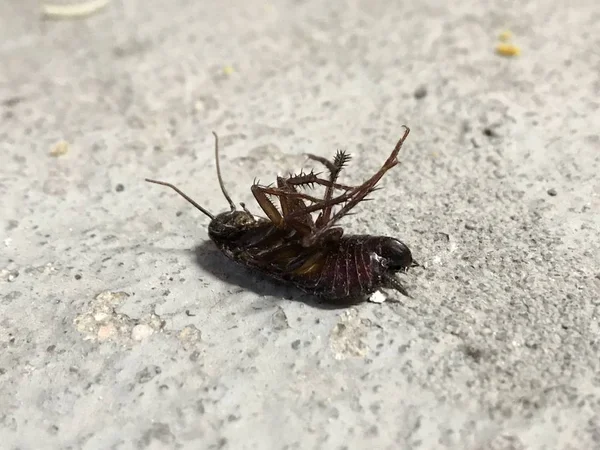 Spanya Büyük Hamamböceği Yakın Çekim — Stok fotoğraf