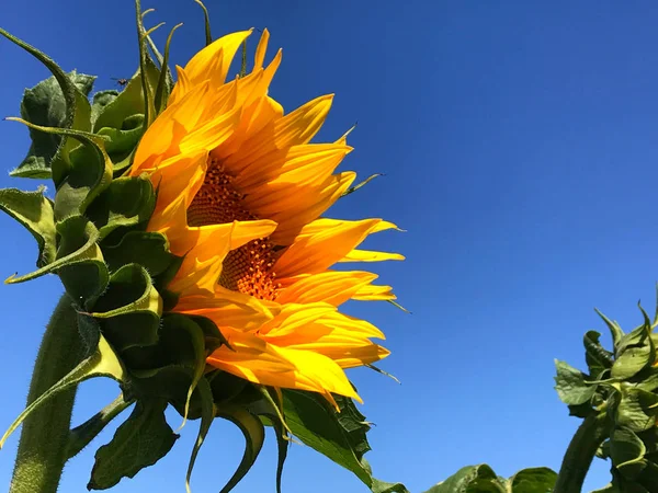 Tournesol Fleurs Sur Terrain — Photo