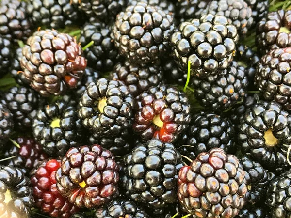 Frische Brombeeren Garten — Stockfoto