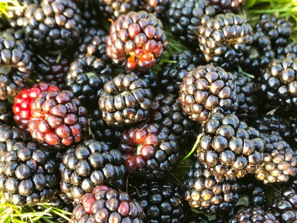 Frische Brombeeren Garten — Stockfoto