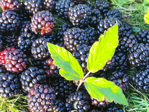 Frische Brombeeren Garten — Stockfoto