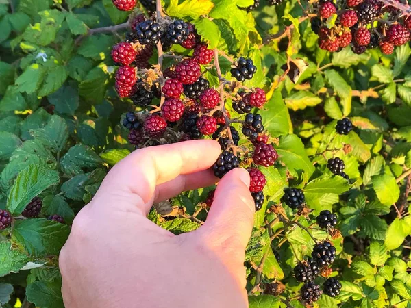 Mann Pflückt Frische Brombeeren Garten — Stockfoto