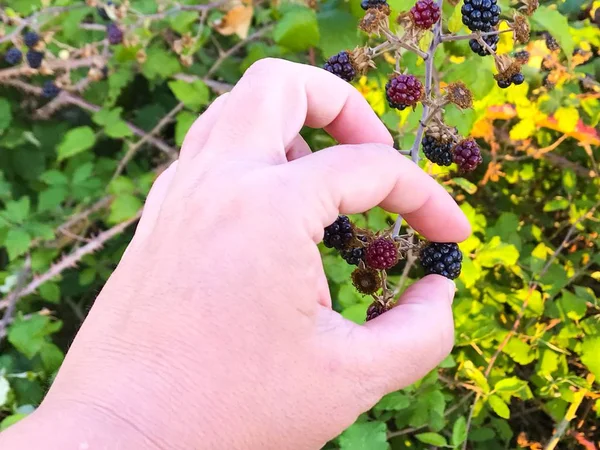 Mann Pflückt Frische Brombeeren Garten — Stockfoto