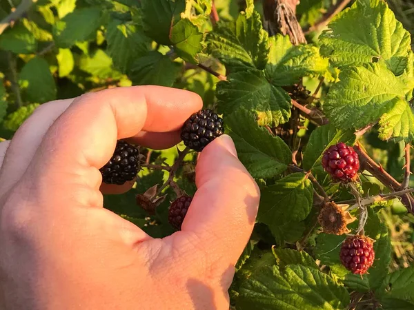 Mann Pflückt Frische Brombeeren Garten — Stockfoto