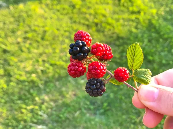 Agricultura Orgánica Las Moras Maduras Inmaduras Zarzamora Verano — Foto de Stock