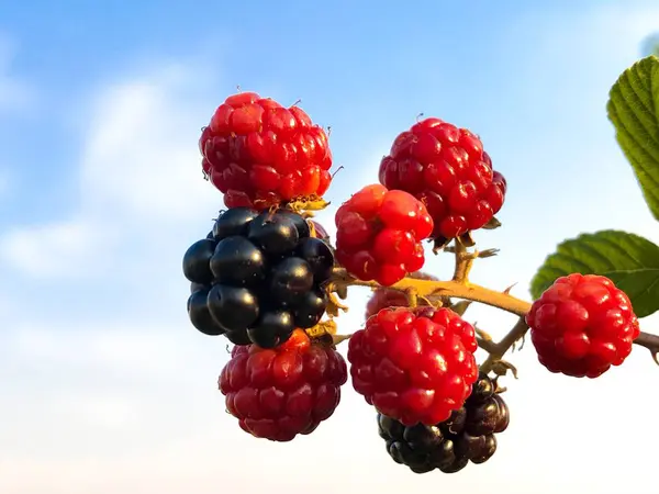 Βιολογική Γεωργία Ώριμα Και Ανώριμα Βατόμουρα Ένα Brambleberry Για Καλοκαίρι — Φωτογραφία Αρχείου