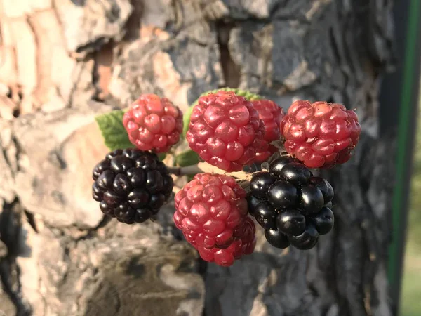 Agricultura Orgânica Amoras Pretas Maduras Imaturas Uma Amora Silvestre Verão — Fotografia de Stock