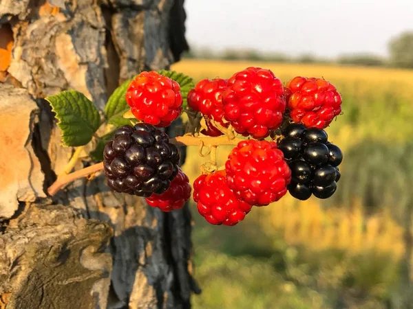 Biolandbau Reife Und Unreife Brombeeren Sommer — Stockfoto