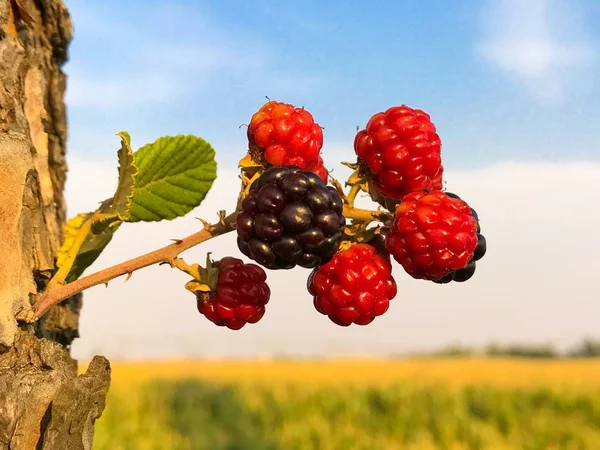 Organik Tarım Olgun Olgunlaşmamış Böğürtlen Içinde Bir Brambleberry Yaz — Stok fotoğraf