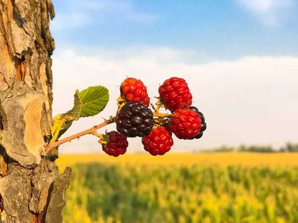 Ekologiskt Jordbruk Mogna Och Omogna Björnbär Brambleberry Sommaren — Stockfoto