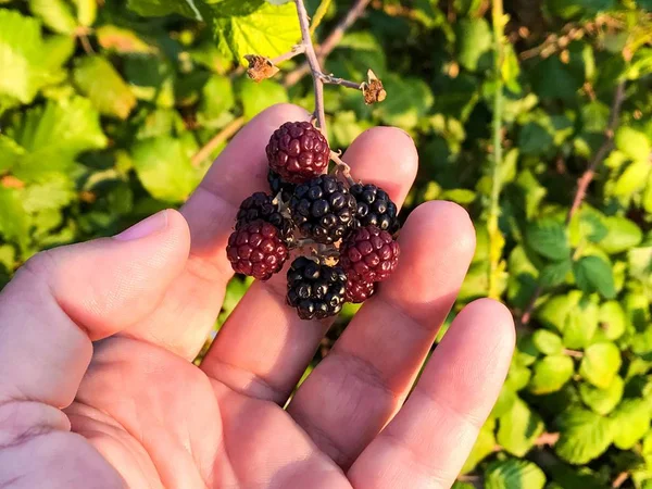 Man Picking Fresh Blackberries Garden — Stock Photo, Image