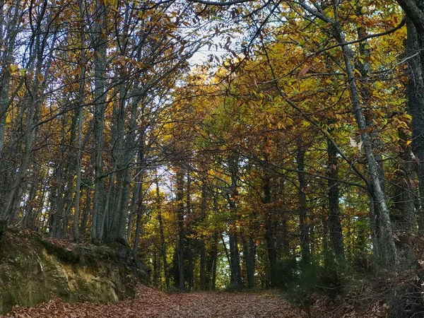 Nature Landscape Salamanca Spain — Stock Photo, Image