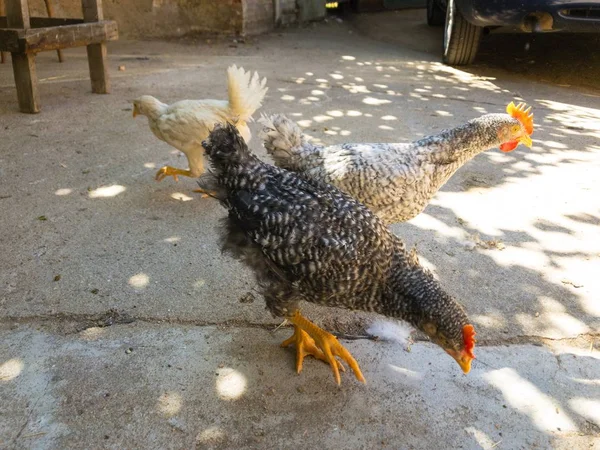 Gallinas Una Granja Salamanca España — Foto de Stock