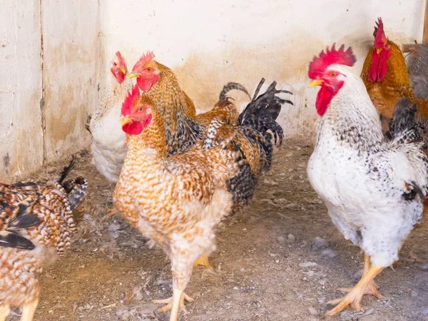 Курица Ферме Саламанке Испания — стоковое фото