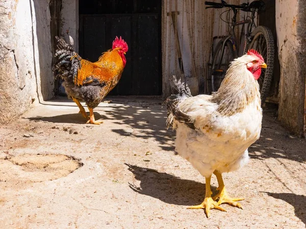 Bahçede Hen Horoz — Stok fotoğraf